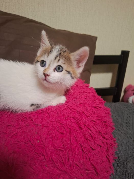 Котенок Бесплатно