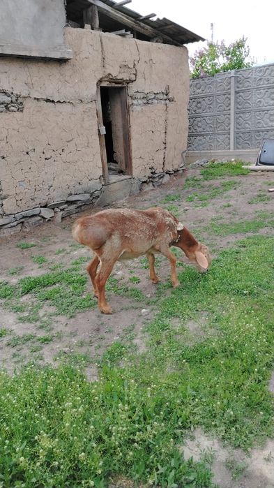 Продам Кошкар АРАШАН