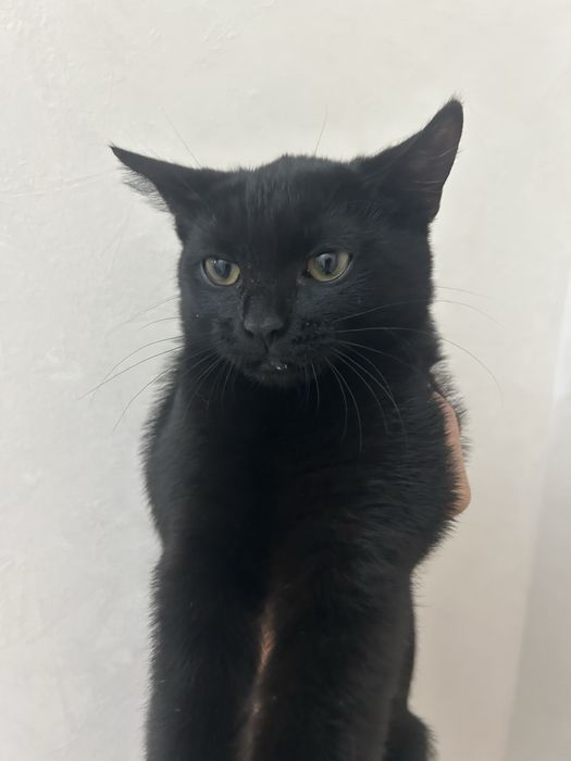 Отдам котенка в хорошие руки