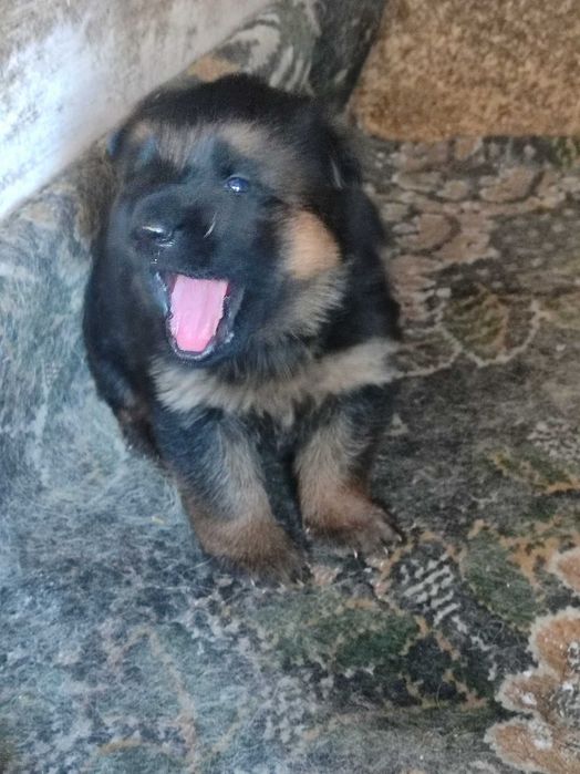 Щенки немецкой овчарки