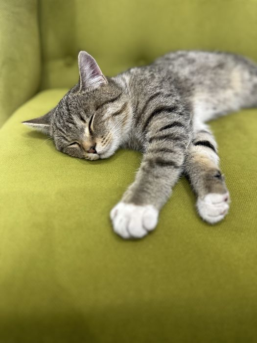 Котик молодой ласковый