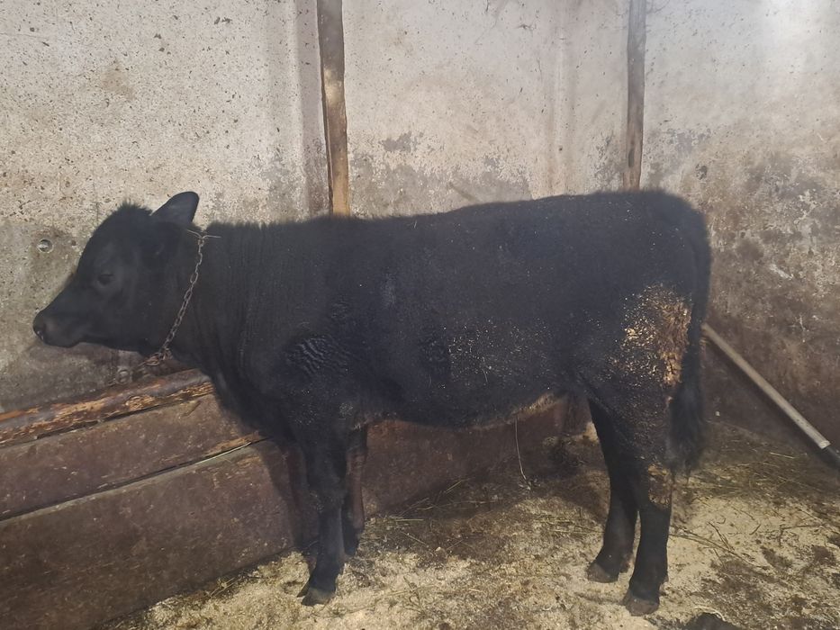 Vand o vitica angus si una baltata