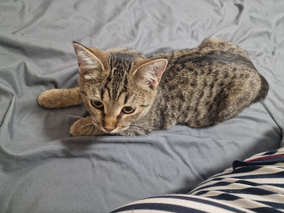 Кошечка ищет дом
