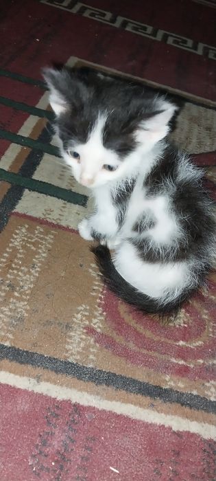 Uy mushugi kichkina ismi mosh