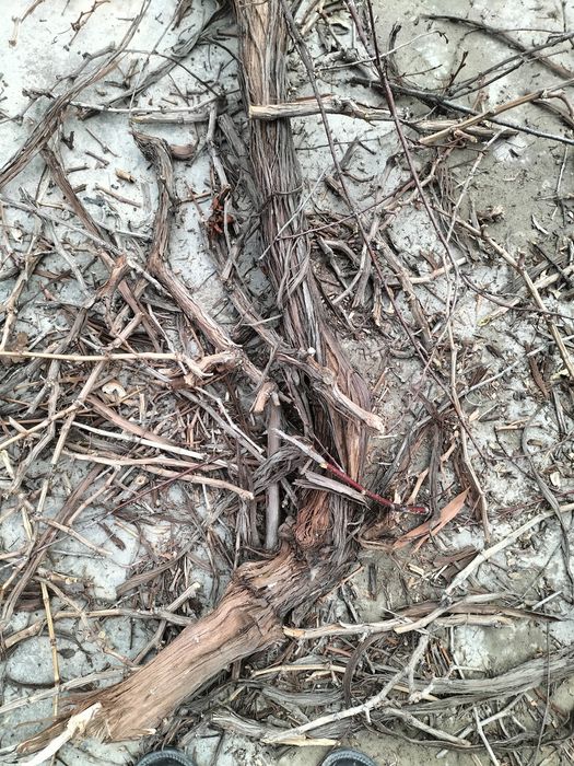 Oʻtin arzonroq narxda sotiladi.