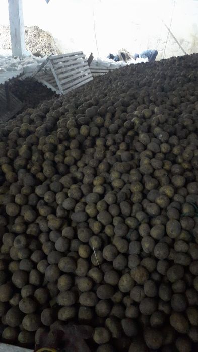 Продам семянной картофель