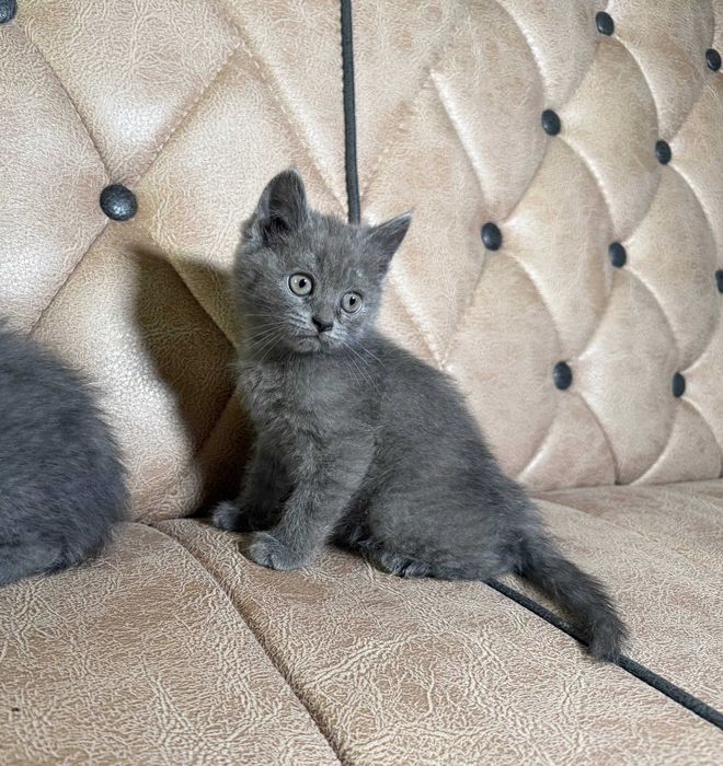 котенок скотиш страйт мальчик