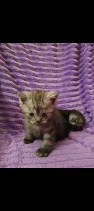 Продам шотландского котика