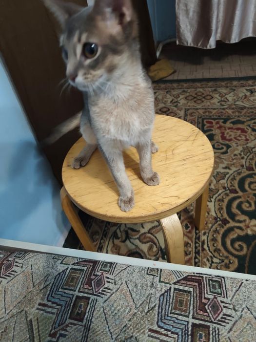 Продам котёнка абессина