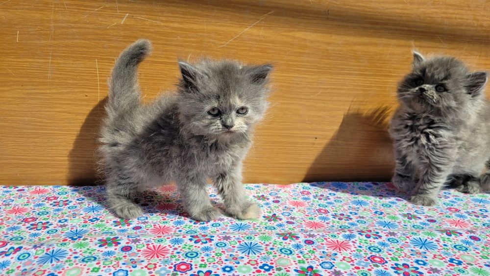 Scottish straight și scottish fold  feite