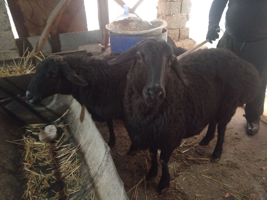 Nasldor Qirgiz qora qoy bogoz sogliq кой Киргиз  кой богоз 2 кат