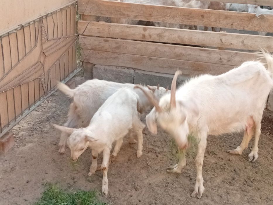 Орыс ешкі екі лағымен сатылады.