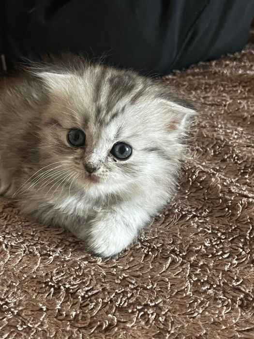 Котята британские