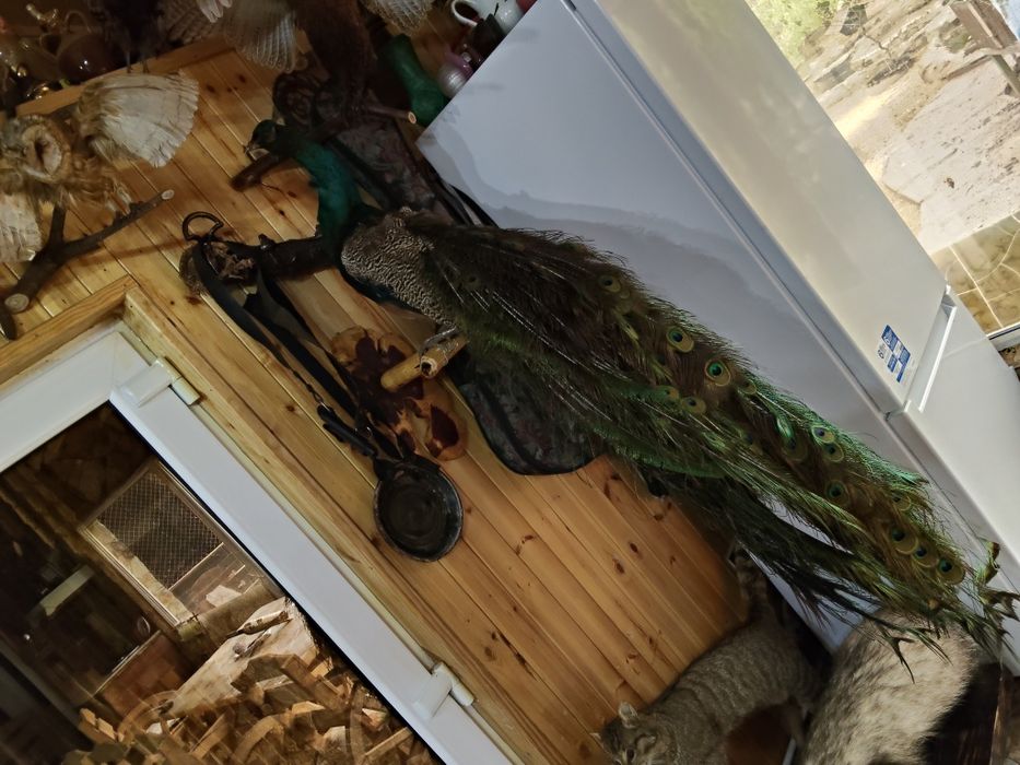 Păsări împăiate, fazani ,păuni ,etc