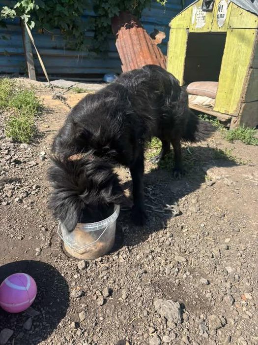 Срочно отдаю в добрые руки