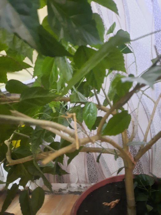 Цветушая китайская роза