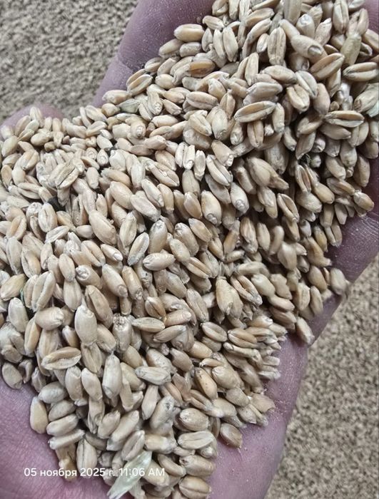 Овес, ячмень, пшеница, зерносмесь