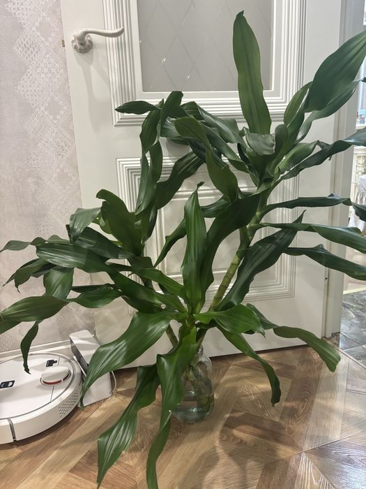 Продам срезы драцены