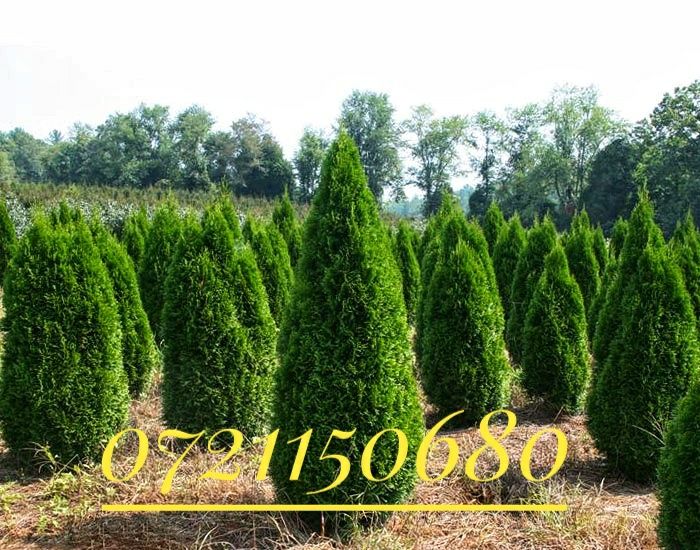 Taxus baccata , tuia occidentalis smaragd, brazi, ienupar blue arrow