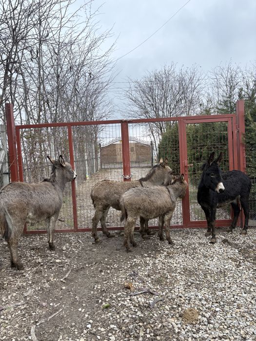 Măgărițe gestante de vanzare