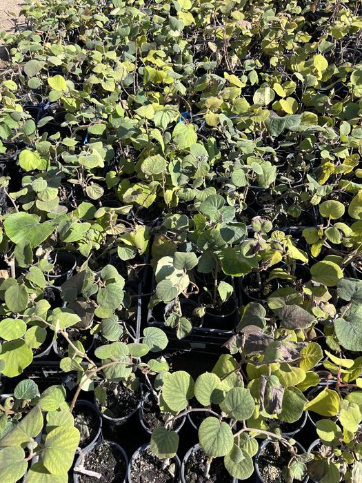 Киви в контейнер