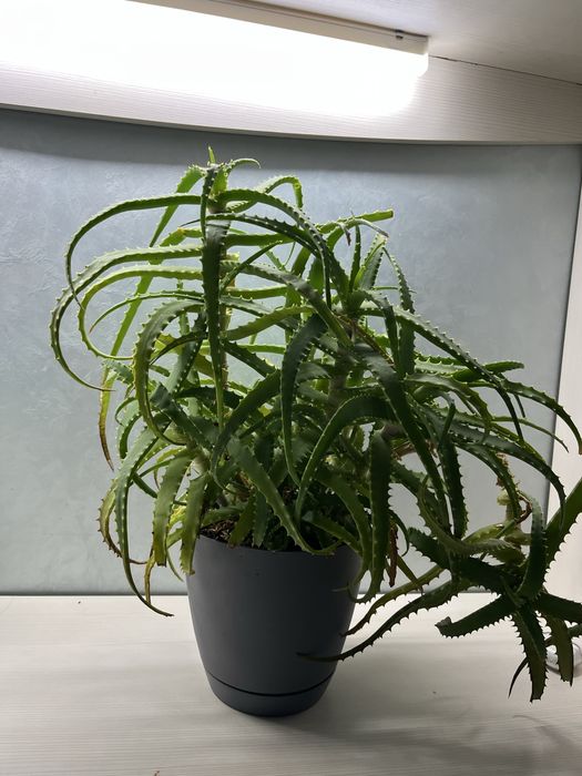 Алоэ вера в пластиковом горшке