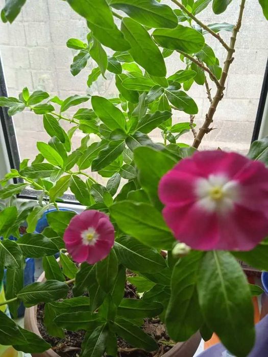 Эуфорбия молочай продам.