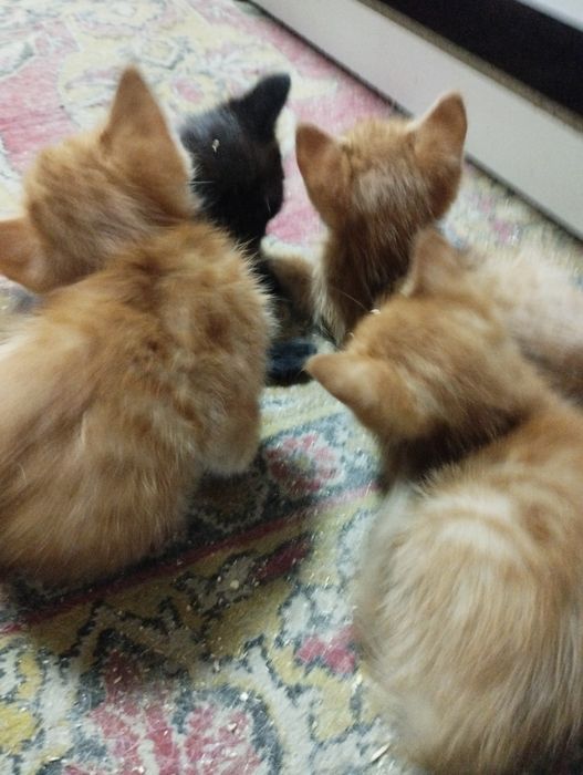 Отдам котят в хорошие добрые руки