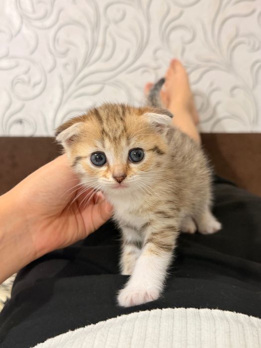Веслоухий котенок
