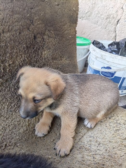 Отдам щенков в добрые руки