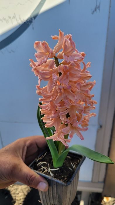 Зюмбюл в саксия за 8-ми март