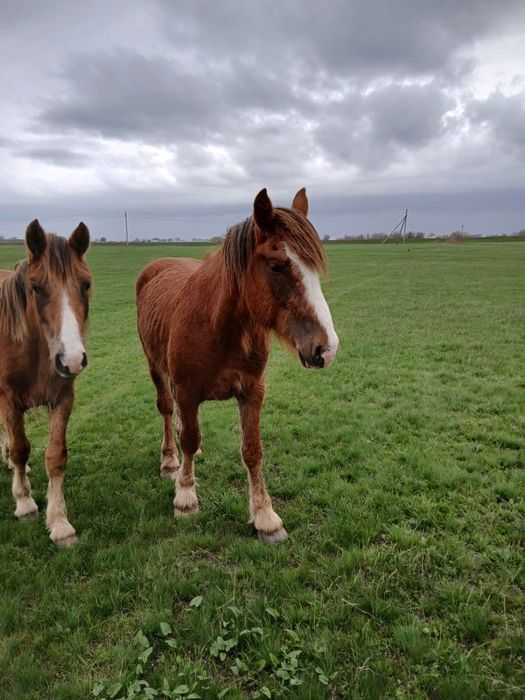 Продам жеребцов 3 летки