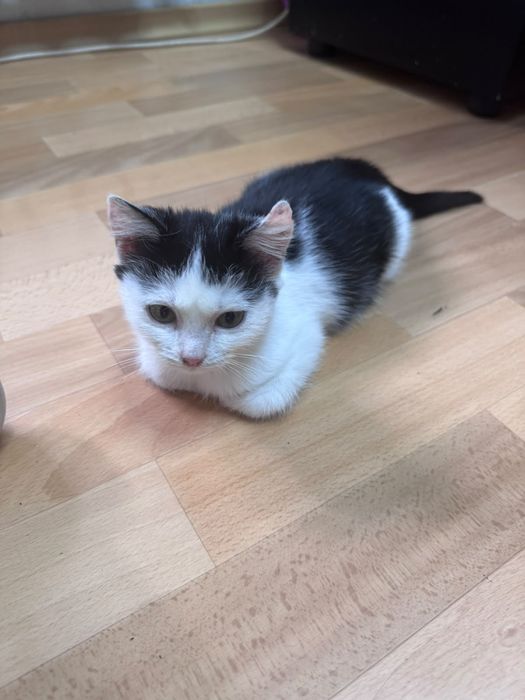 Отдадим в хорошие руки кошечку