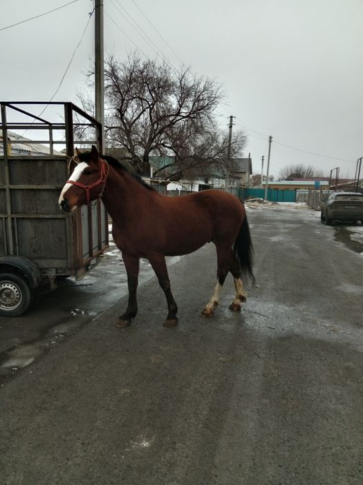 Айғыр сатылады..