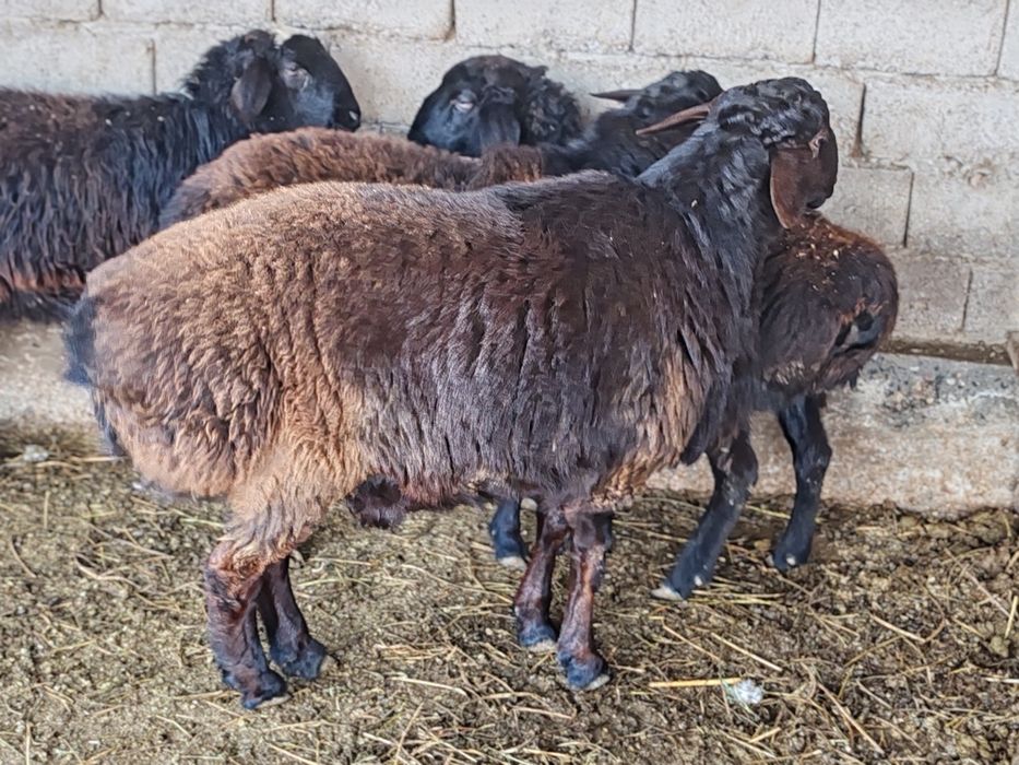 Қошқар сатылады семіз