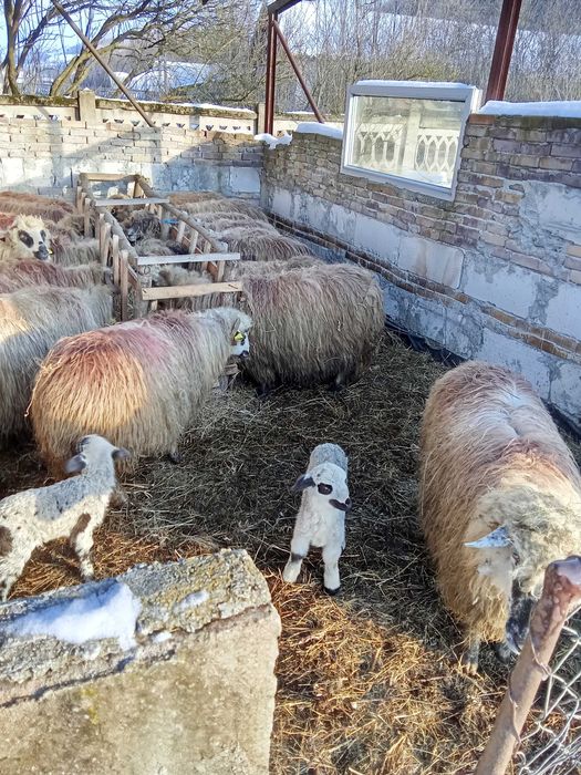 Oi fătătoare de vanzare