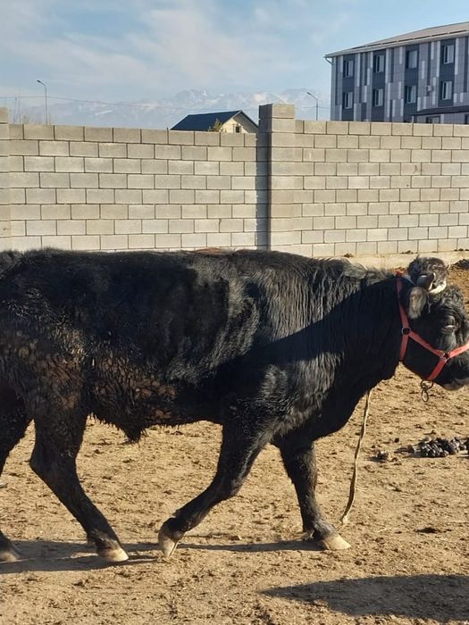 Продам быка жирный