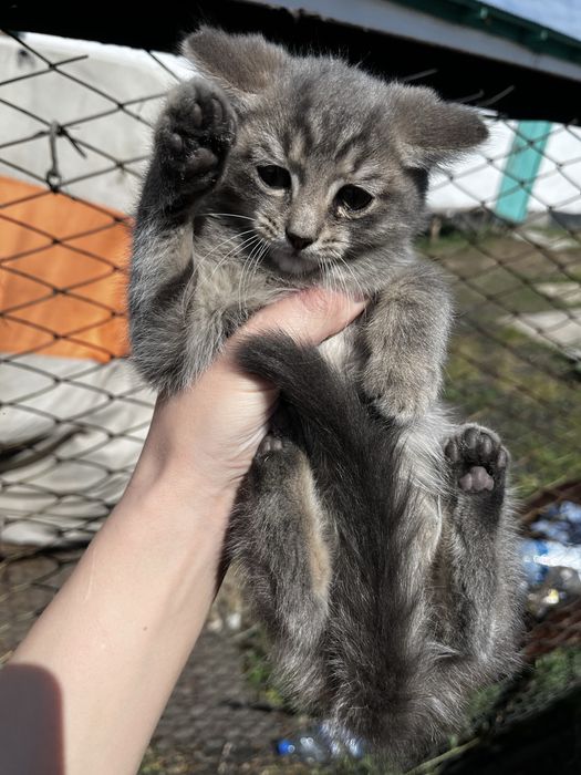 Котята отдаю в добрые руки