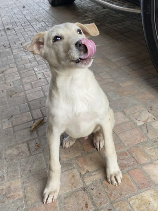 В хорошие урки отдается щенок