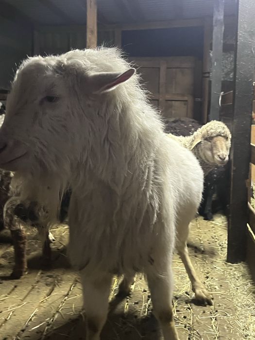 . Продам козла. Цена 60000