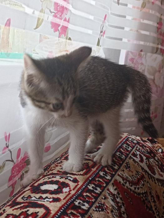 Продам котенка 2000