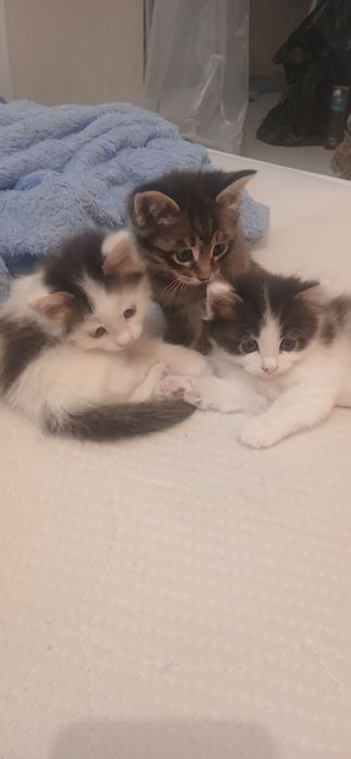 Котята  в добрые руки.бесплатно