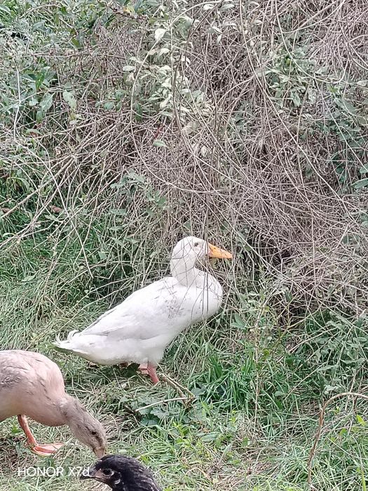 Rățoi Indian tânăr, din mai.