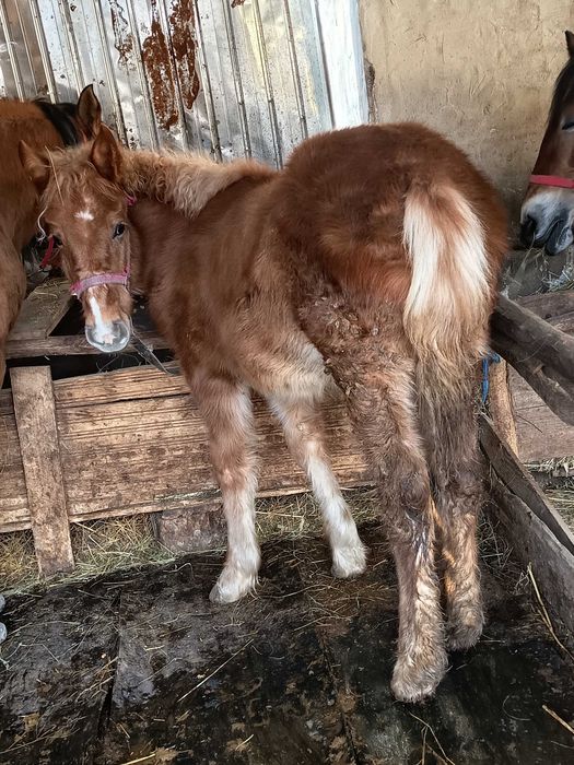 Vând iapă și mânză