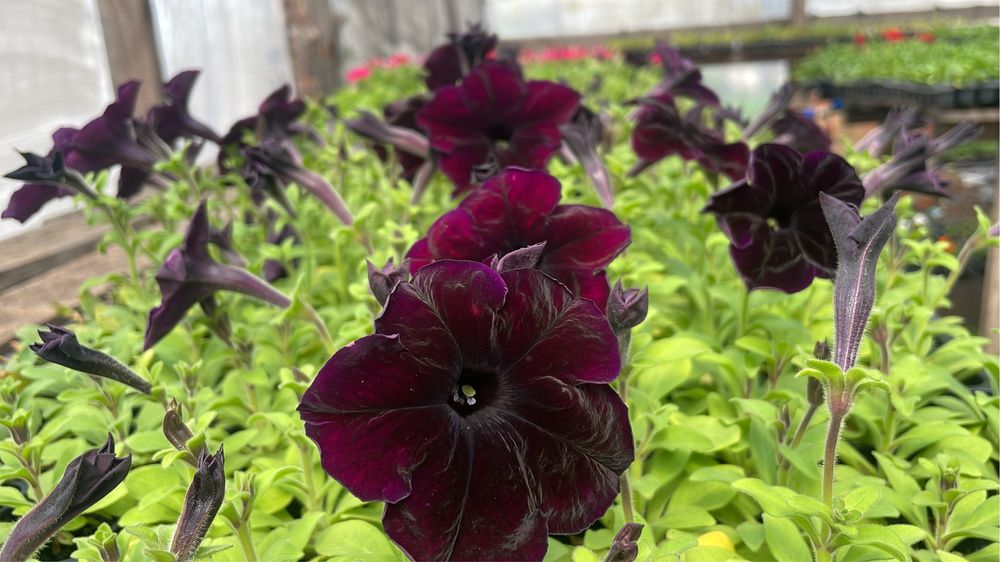 Петуния рассада цветы