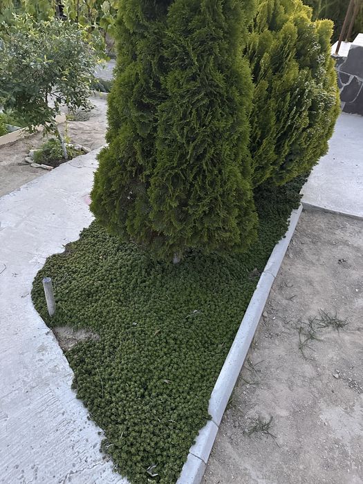 Продается красивая газоная трава