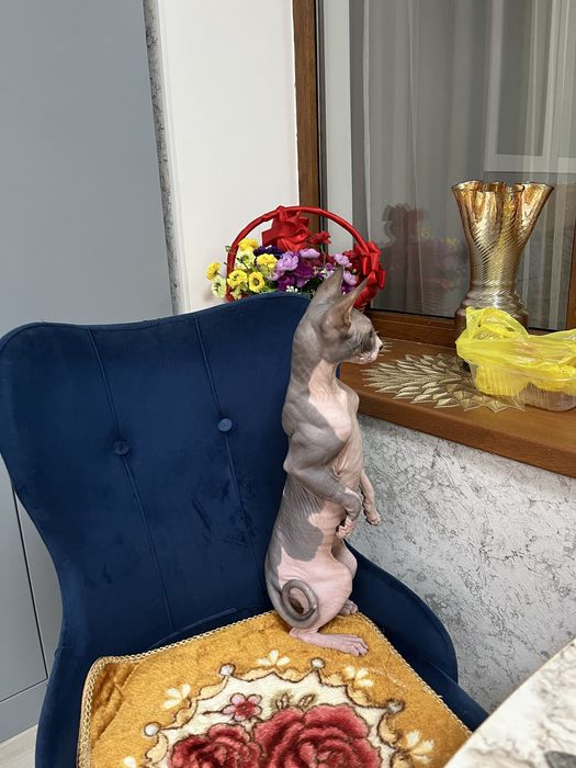 Котик, сфинкс- канадский