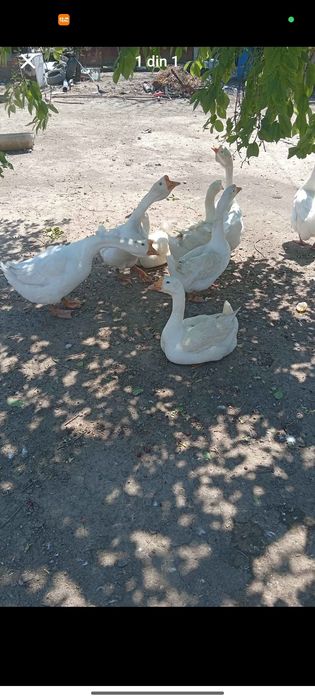 Vând gâște leșești