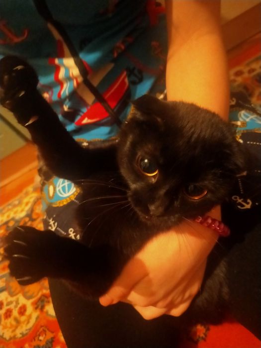 Отдам красивую кошечку