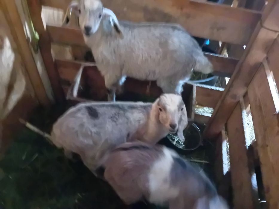 Iezi ( țapi ) angl nubieni